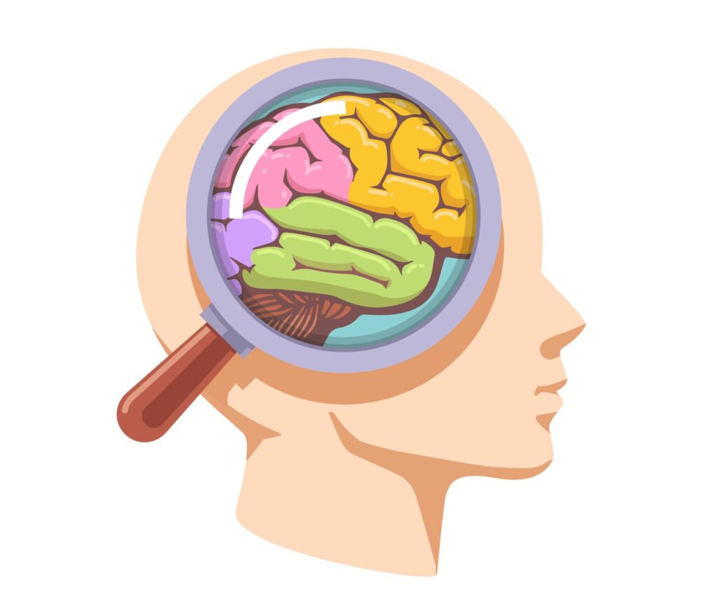 Illustration of a human brain magnified by a glass, highlighting different brain regions in various colors.